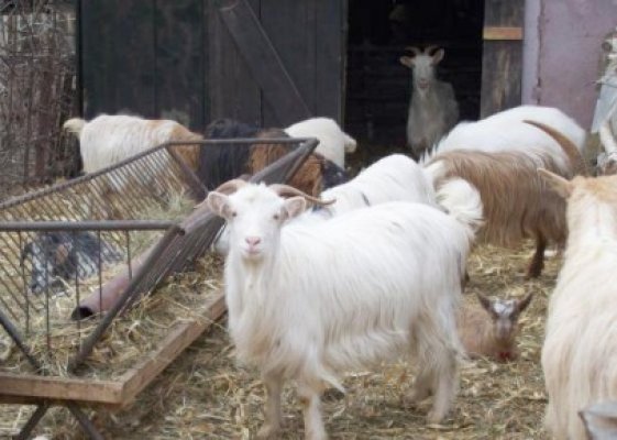 Au furat 8 capre de la o stână din Rasova